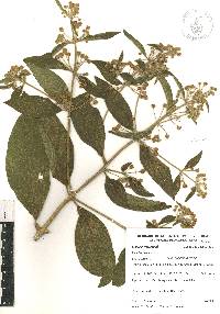 Lippia myriocephala image