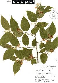 Guazuma ulmifolia image