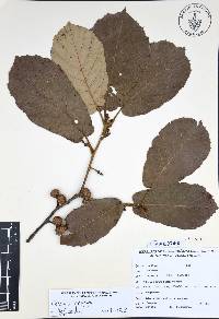 Quercus candicans image