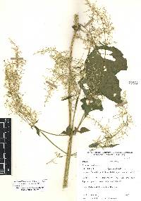 Iresine diffusa image