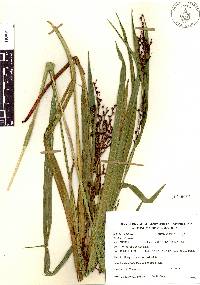 Scleria gaertneri image