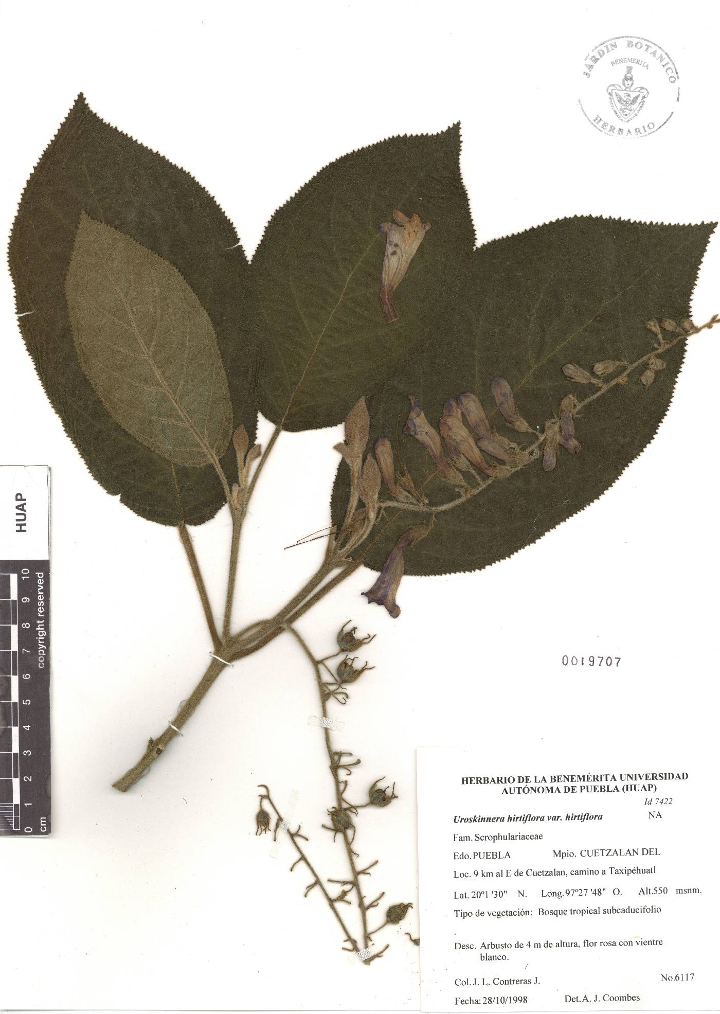 Uroskinnera hirtiflora var. hirtiflora image