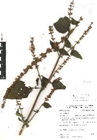 Salvia xalapensis image