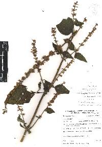 Salvia longispicata image