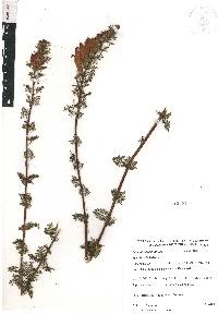 Lamourouxia multifida image