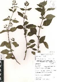 Mesosphaerum urticoides image