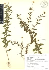 Erigeron karvinskianus image