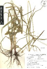 Cyperus hermaphroditus image