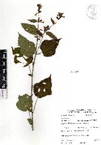 Triumfetta bogotensis image