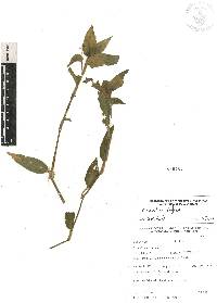 Commelina diffusa image