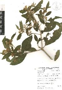 Lippia myriocephala image