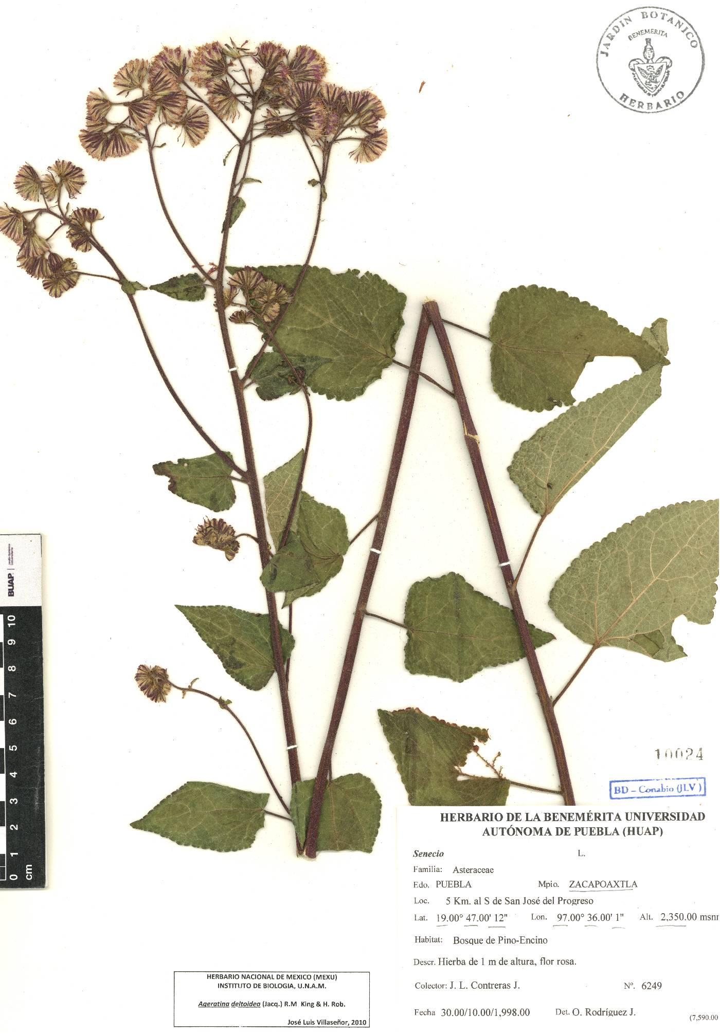 Ageratina deltoidea image