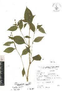 Tinantia erecta image