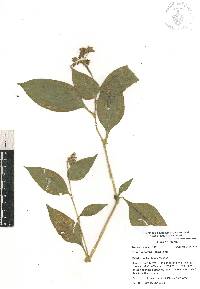 Tinantia erecta image