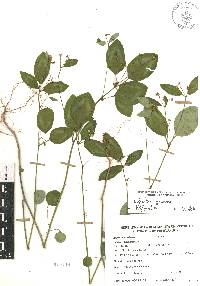 Euphorbia graminea image