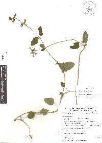 Stachys pringlei image