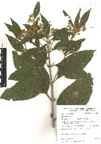 Lippia myriocephala image