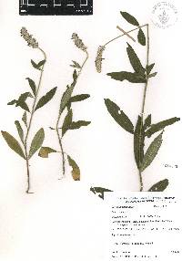 Salvia lavanduloides image