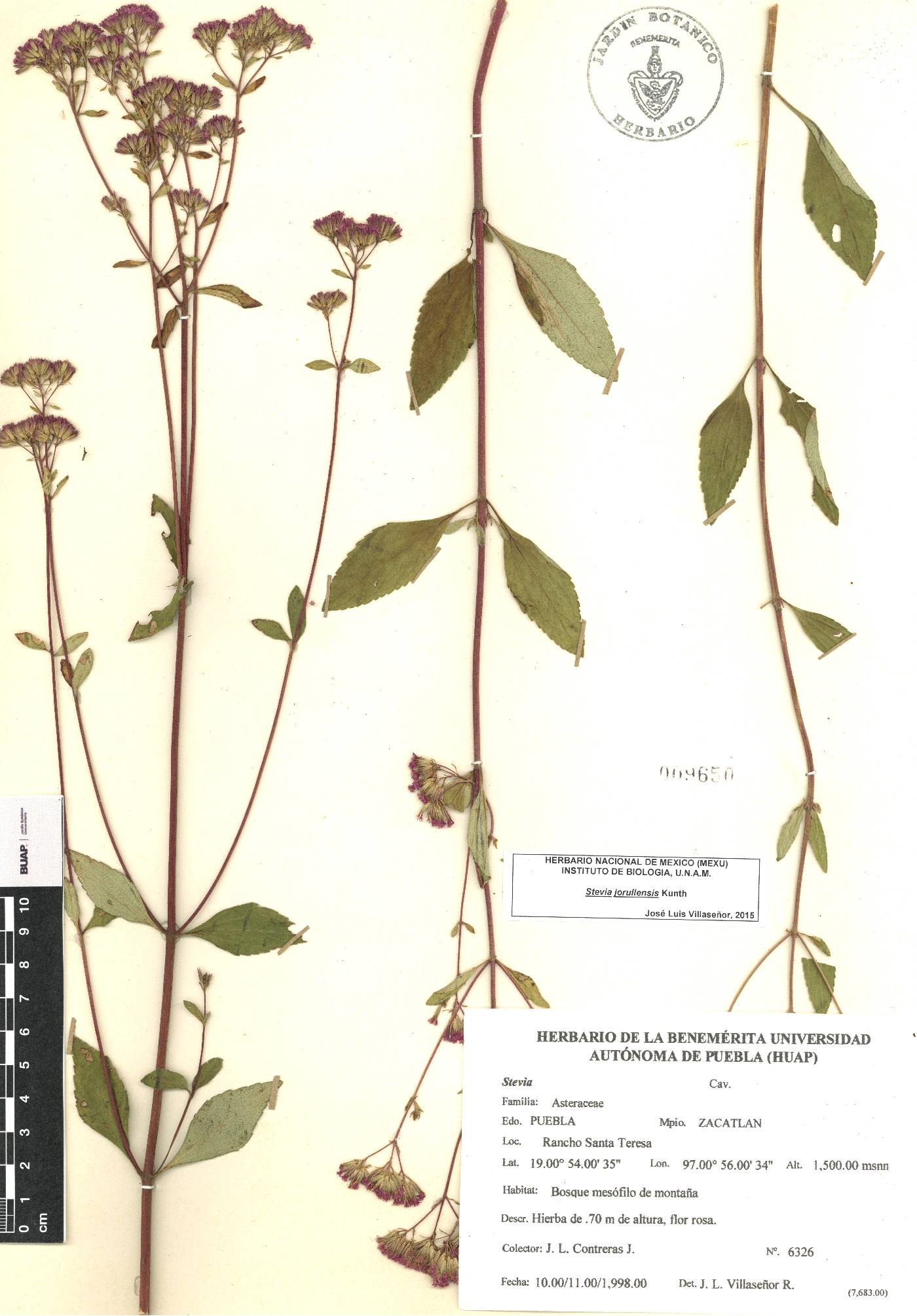 Stevia jorullensis image