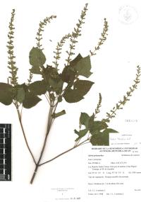 Salvia tiliifolia image