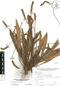 Plantago lanceolata image