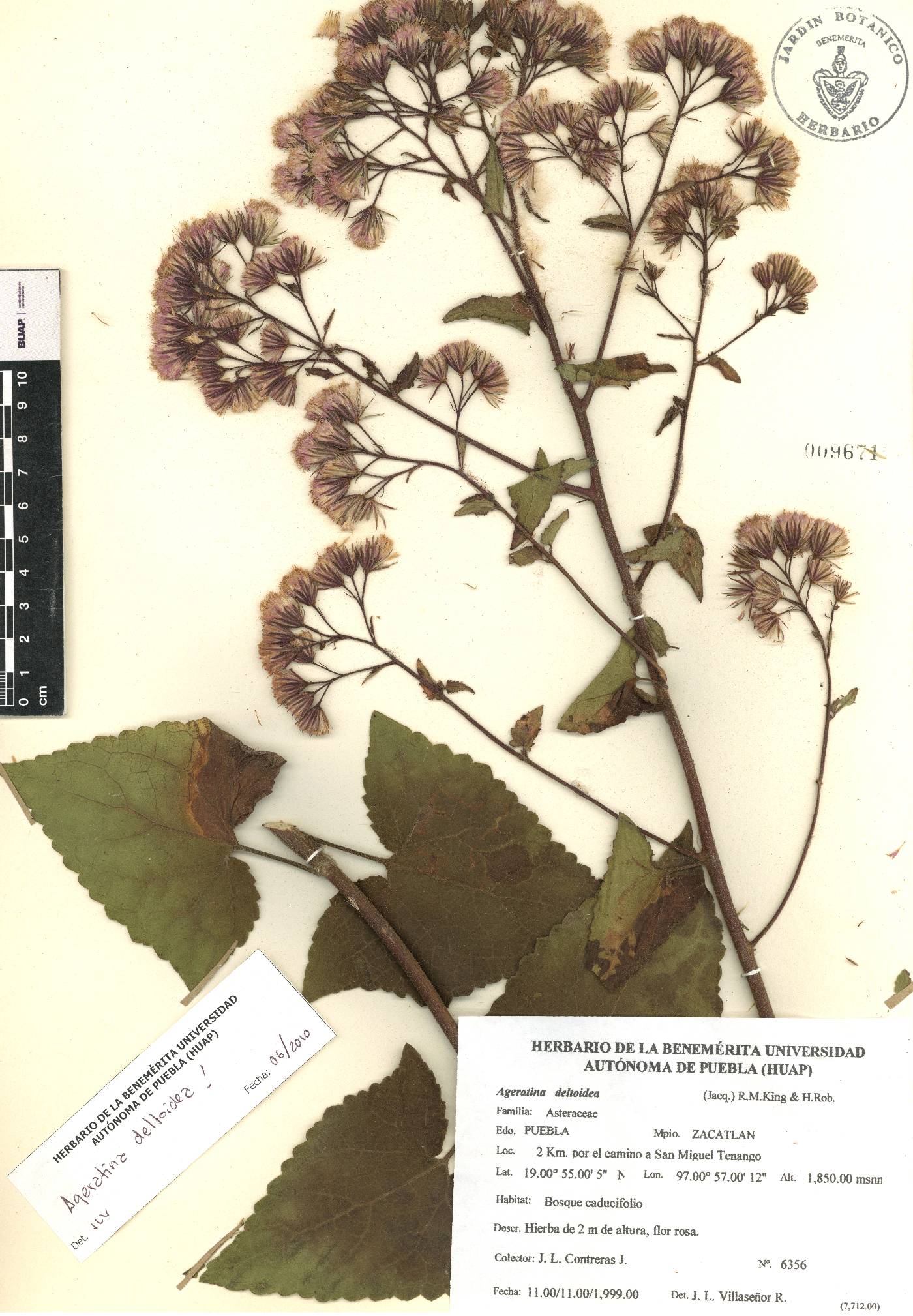 Ageratina deltoidea image