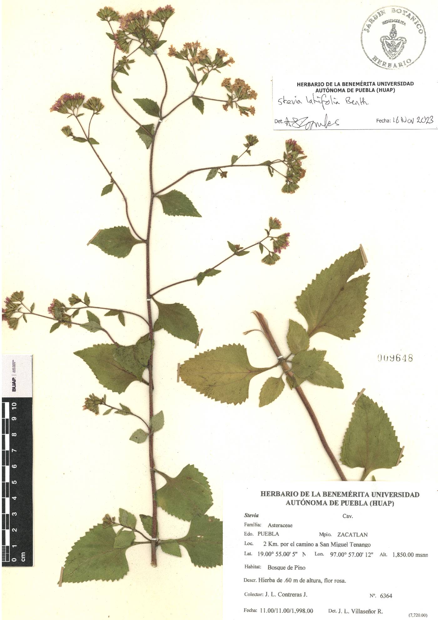 Stevia latifolia image