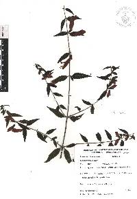 Lamourouxia xalapensis image