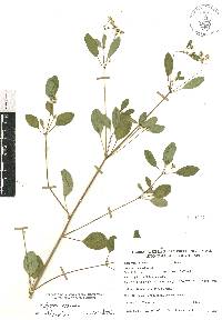 Euphorbia graminea image