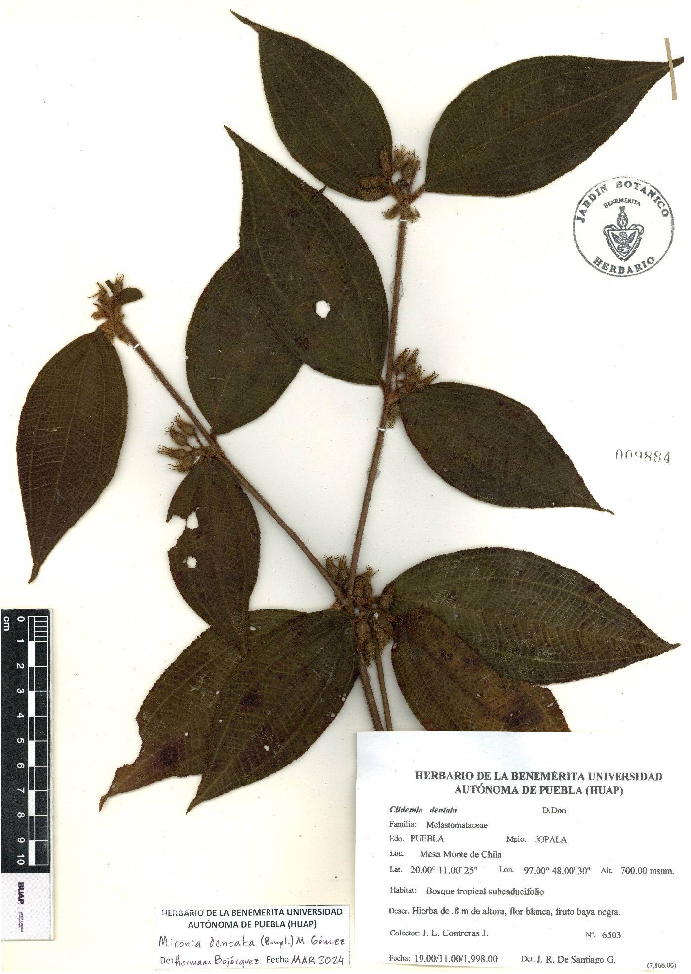 Miconia dentata image