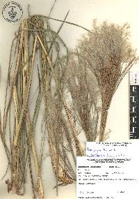 Andropogon bicornis image