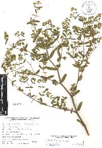 Chamaesyce lasiocarpa image