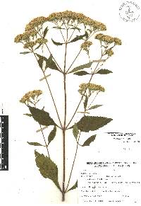 Stevia ovata var. ovata image