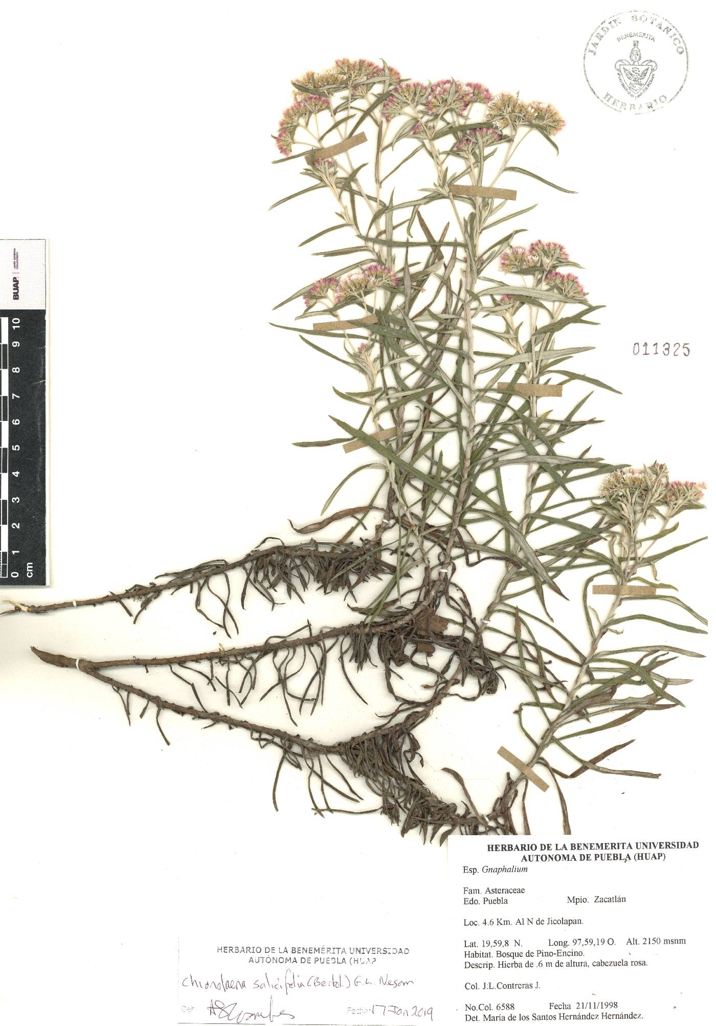 Gnaphaliothamnus salicifolius image