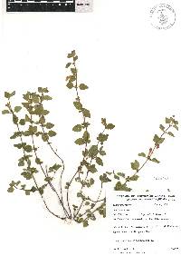 Scutellaria macra image