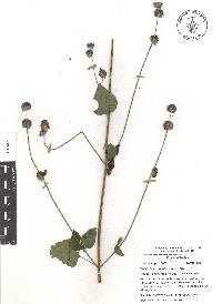 Salvia lasiocephala image