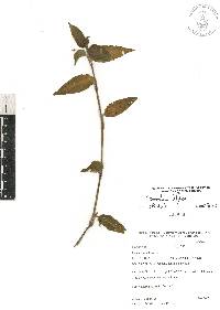 Commelina diffusa image