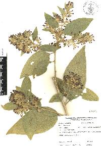 Cestrum tomentosum image