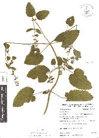 Stachys pringlei image