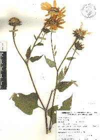 Tithonia tubaeformis image