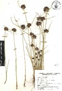 Cyperus niger image