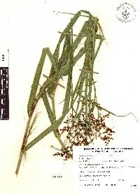 Scleria bracteata image