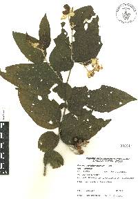 Solanum schlechtendalianum image