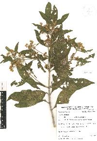 Lippia myriocephala image