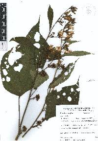 Triumfetta grandiflora image