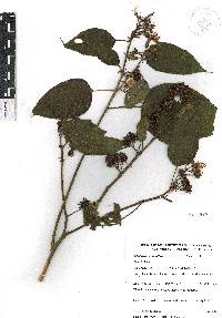 Triumfetta grandiflora image