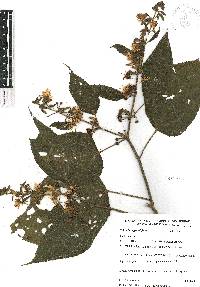 Triumfetta grandiflora image