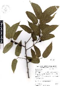 Guazuma ulmifolia image