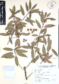 Quercus acherdophylla image