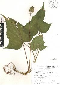 Dorstenia contrajerva image